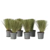 Krukkeplanter Indendørs^Thorvaldsens hår - Sæt 6 - Stipa tenuifolia 'Pony Tails' - Højde 20-30cm - ⌀9cm