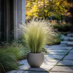 Krukkeplanter Indendørs^Thorvaldsens hår - Sæt 6 - Stipa tenuifolia 'Pony Tails' - Højde 20-30cm - ⌀9cm