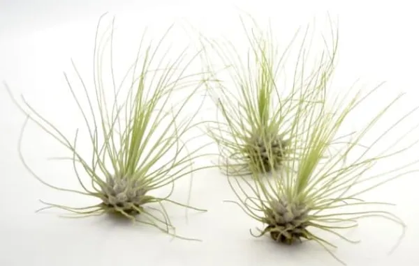 Krukkeplanter Indendørs^Tillandsia ARGENTEA 5–6 cm – luftplante uden jord