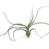 Clearance Tillandsia BULBOSA R 10 cm – luftplante uden jord Krukkeplanter Indendørs