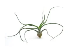 Clearance Tillandsia BULBOSA R 10 cm – luftplante uden jord Krukkeplanter Indendørs