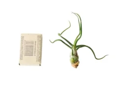 Clearance Tillandsia BULBOSA R 10 cm – luftplante uden jord Krukkeplanter Indendørs