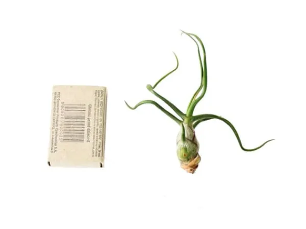 Clearance Tillandsia BULBOSA R 10 cm – luftplante uden jord Krukkeplanter Indendørs