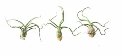 Clearance Tillandsia BULBOSA R 10 cm – luftplante uden jord Krukkeplanter Indendørs