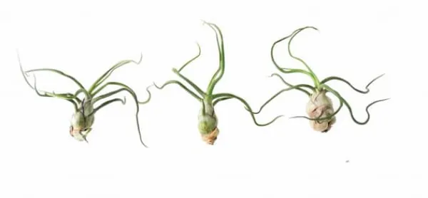 Clearance Tillandsia BULBOSA R 10 cm – luftplante uden jord Krukkeplanter Indendørs