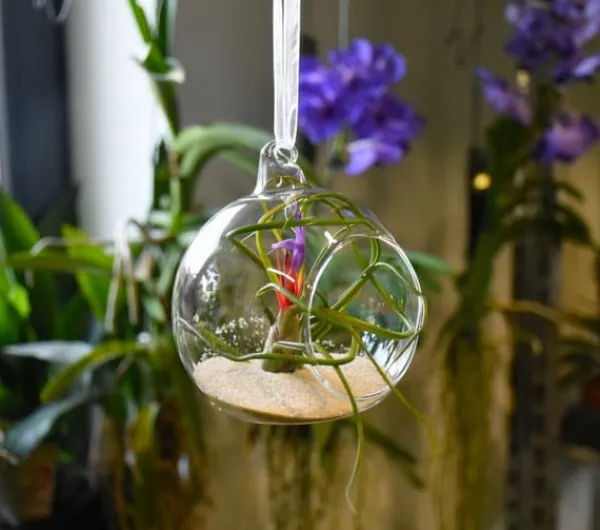 Clearance Tillandsia BULBOSA R 10 cm – luftplante uden jord Krukkeplanter Indendørs