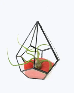 Clearance Tillandsia BULBOSA R 10 cm – luftplante uden jord Krukkeplanter Indendørs