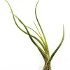 Krukkeplanter Indendørs^Tillandsia BUTZII S – luftplante uden jord