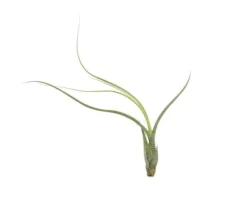 Krukkeplanter Indendørs^Tillandsia BUTZII S – luftplante uden jord