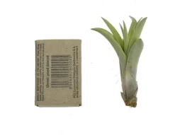 Krukkeplanter Indendørs^Tillandsia CAPITATA R 7–9 cm – luftplante uden jord