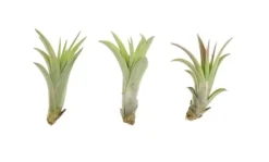Krukkeplanter Indendørs^Tillandsia CAPITATA R 7–9 cm – luftplante uden jord