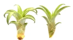 Krukkeplanter Indendørs^Tillandsia CAPITATA R 7–9 cm – luftplante uden jord