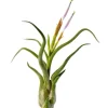 Krukkeplanter Indendørs^Tillandsia CAPUT MEDUSAE S 8 cm – luftplante uden jord