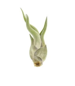 Krukkeplanter Indendørs^Tillandsia CAPUT MEDUSAE S 8 cm – luftplante uden jord