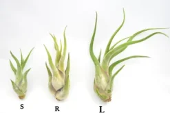 Krukkeplanter Indendørs^Tillandsia CAPUT MEDUSAE S 8 cm – luftplante uden jord