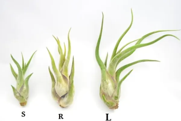 Krukkeplanter Indendørs^Tillandsia CAPUT MEDUSAE S 8 cm – luftplante uden jord