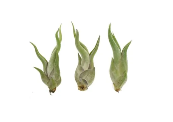 Krukkeplanter Indendørs^Tillandsia CAPUT MEDUSAE S 8 cm – luftplante uden jord