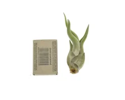 Krukkeplanter Indendørs^Tillandsia CAPUT MEDUSAE S 8 cm – luftplante uden jord