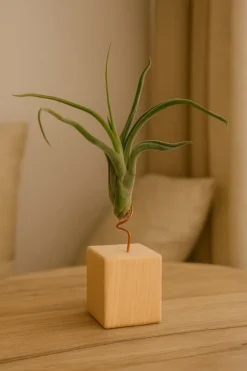 Krukkeplanter Indendørs^Tillandsia CAPUT MEDUSAE S 8 cm – luftplante uden jord
