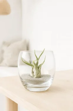 Krukkeplanter Indendørs^Tillandsia CAPUT MEDUSAE S 8 cm – luftplante uden jord