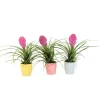 Krukkeplanter Indendørs^Tillandsia cyanea ‘Pastel’ – Sæt med 3 med potte – Højde 20–30cm – ø7cm