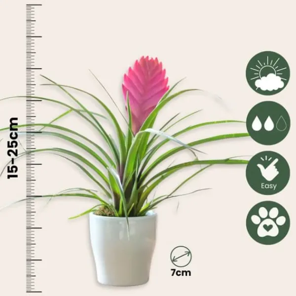 Krukkeplanter Indendørs^Tillandsia cyanea ‘Pastel’ – Sæt med 3 med potte – Højde 20–30cm – ø7cm