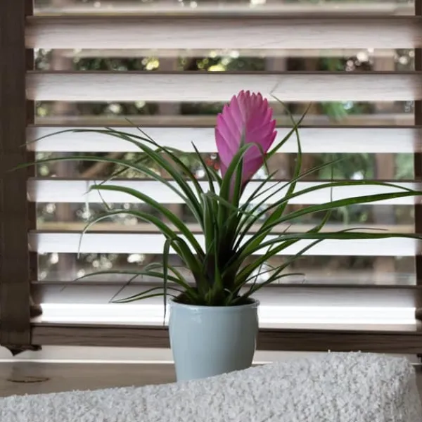 Krukkeplanter Indendørs^Tillandsia cyanea ‘Pastel’ – Sæt med 3 med potte – Højde 20–30cm – ø7cm