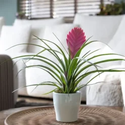 Krukkeplanter Indendørs^Tillandsia cyanea ‘Pastel’ – Sæt med 3 med potte – Højde 20–30cm – ø7cm