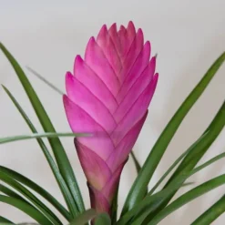 Krukkeplanter Indendørs^Tillandsia cyanea ‘Pastel’ – Sæt med 3 med potte – Højde 20–30cm – ø7cm