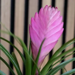 Krukkeplanter Indendørs^Tillandsia cyanea ‘Pastel’ – Sæt med 3 med potte – Højde 20–30cm – ø7cm