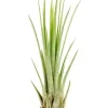Tillandsia JUNCEA mini 14–17 cm – luftplante uden jord Krukkeplanter Indendørs