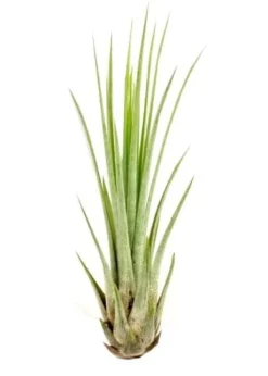 Tillandsia JUNCEA mini 14–17 cm – luftplante uden jord Krukkeplanter Indendørs
