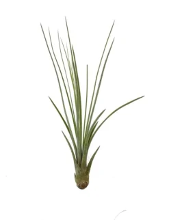 Tillandsia JUNCEA mini 14–17 cm – luftplante uden jord Krukkeplanter Indendørs