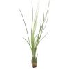 Best Tillandsia JUNCIFOLIA S 12 cm – luftplante uden jord Krukkeplanter Indendørs