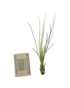 Best Tillandsia JUNCIFOLIA S 12 cm – luftplante uden jord Krukkeplanter Indendørs