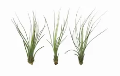 Best Tillandsia JUNCIFOLIA S 12 cm – luftplante uden jord Krukkeplanter Indendørs