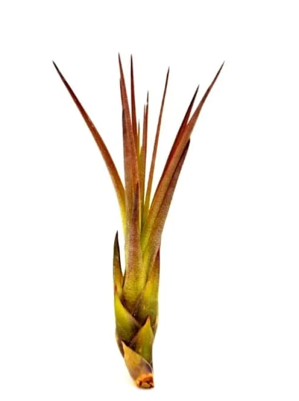 Sale Tillandsia MELANOCRATER S 10 cm – luftplante uden jord Krukkeplanter Indendørs