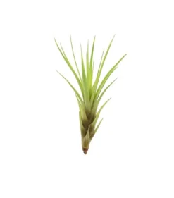 Sale Tillandsia MELANOCRATER S 10 cm – luftplante uden jord Krukkeplanter Indendørs