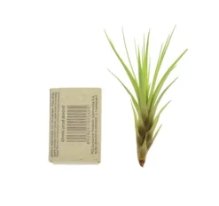 Sale Tillandsia MELANOCRATER S 10 cm – luftplante uden jord Krukkeplanter Indendørs