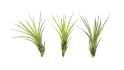 Sale Tillandsia MELANOCRATER S 10 cm – luftplante uden jord Krukkeplanter Indendørs