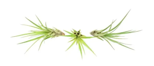 Sale Tillandsia MELANOCRATER S 10 cm – luftplante uden jord Krukkeplanter Indendørs