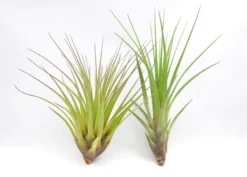 Sale Tillandsia MELANOCRATER S 10 cm – luftplante uden jord Krukkeplanter Indendørs
