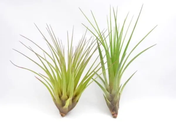 Sale Tillandsia MELANOCRATER S 10 cm – luftplante uden jord Krukkeplanter Indendørs