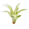 Krukkeplanter Indendørs^Tillandsia MULTIFLORA R 7 cm – luftplante uden jord