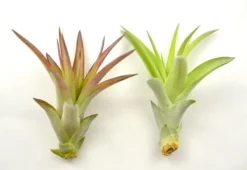 Krukkeplanter Indendørs^Tillandsia MULTIFLORA R 7 cm – luftplante uden jord