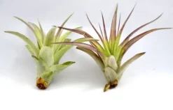 Krukkeplanter Indendørs^Tillandsia MULTIFLORA R 7 cm – luftplante uden jord