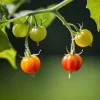 Frø^Tomat physalis 0,2 g PlantiCo frø