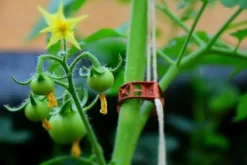 Online TOMATKLIPPER 1000 stk. Krukker & Plantebeholdere