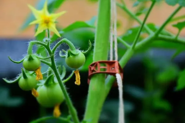 Online TOMATKLIPPER 1000 stk. Krukker & Plantebeholdere