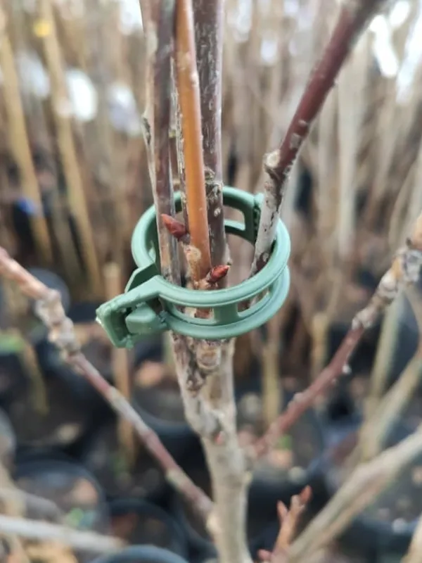 Online TOMATKLIPPER 1000 stk. Krukker & Plantebeholdere